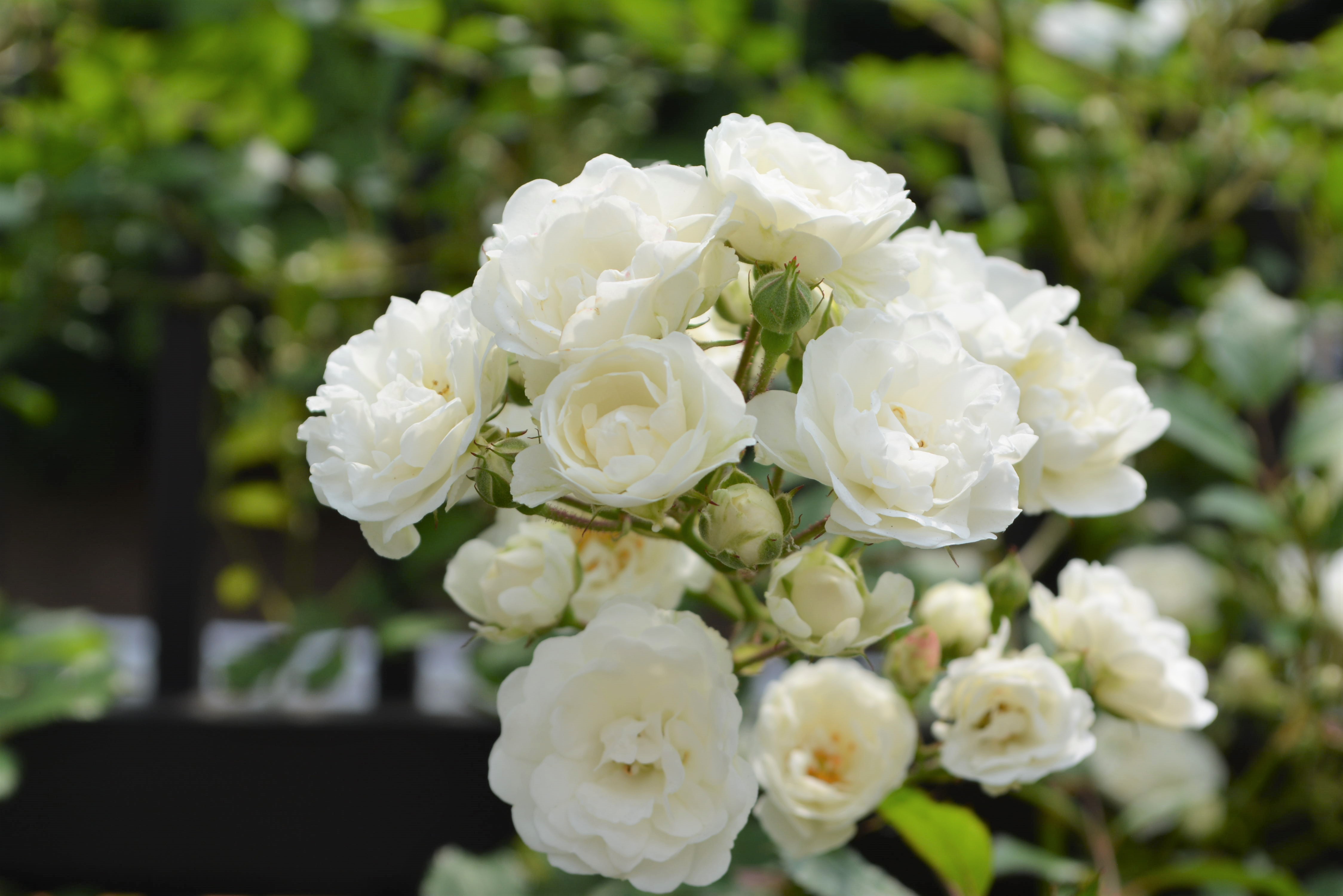 今年も和洋学園の薔薇が咲き始めました 和洋女子大学